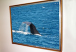 Een walvis aan de muur ingelijst