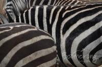 Close up van zebra in Afrika