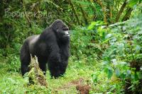 Zilverrug gorilla in Oeganda