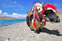 versierde Yak in Tibet