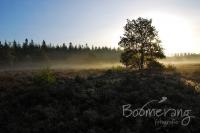 De heide in Drenthe