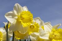 De zomer met mooie narcissen