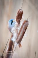 Vogelsoort, Baardmannetje in een sigaar